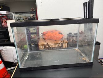 5 gallon tank