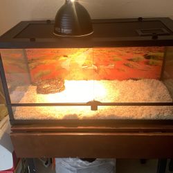 Juvenile Ball Python For Sale / Brand New Tank 