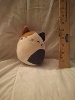 Cam the calico cat
