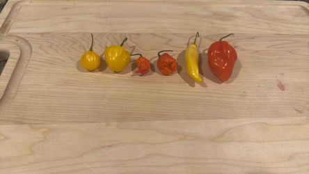 6 super hot chili variety pk