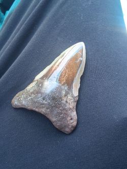 Megalodon tooth