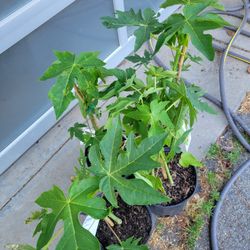 Mexican And HAWAIIAN PAPAYA TREES