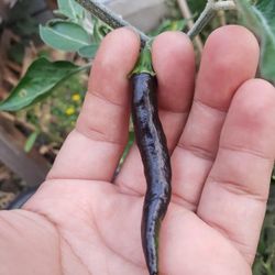 Black Spicy Cobra Peppers Plants🌶️🪴/ Matas De chiles Negros picosos 🌶️🪴$10.00 each