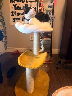 star / yellow n white cat treee