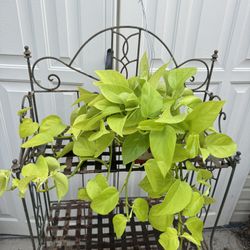 NEON POTHOS