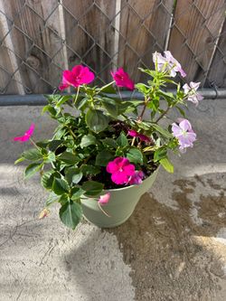 Medium Size Flowers