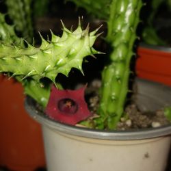 Red Flowering Cactus