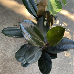 30 Dollar Rubber Plant 