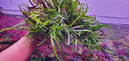 Aquarium Plants