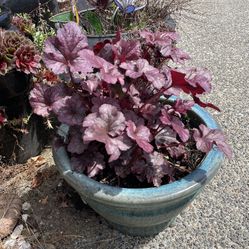 Coral Bells-Heuchera Hybrid Perennial  in Ceramic Pot