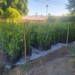 Ficus
