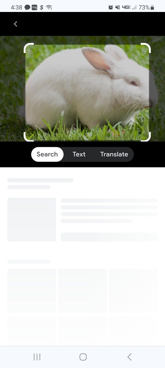 Adult Rabbit For Free