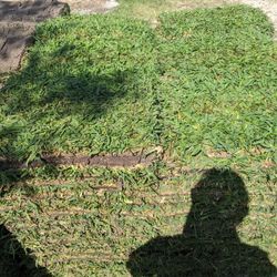 Saint Augustine Sod $100