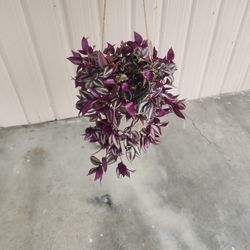 House Plant/ Tradescantia 