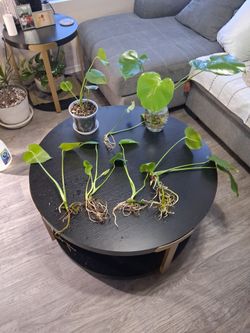 Monstera cuttings