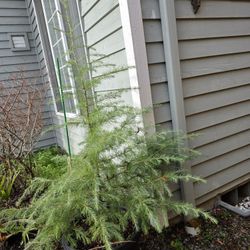 Deodar cedar (or Himalayan cedar) tree