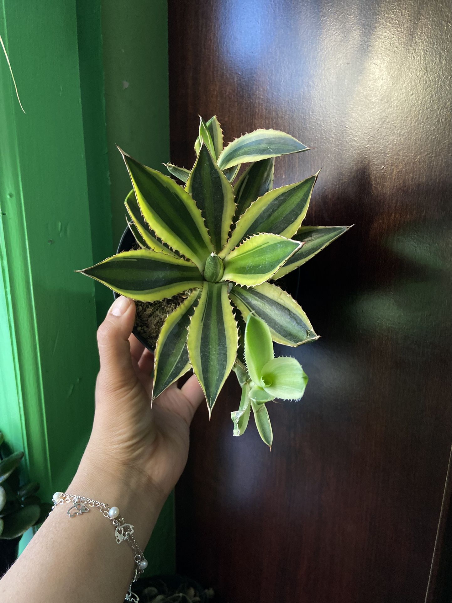 Agave Lophantha Quadricolor 6 Inch Pot “Bay Ridge Brooklyn 11220”