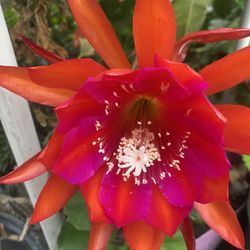 Orchid Cactus