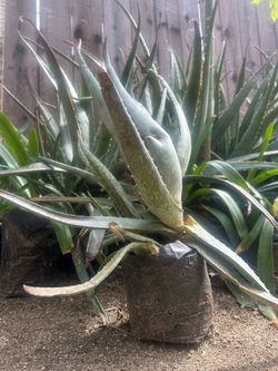 Aloe Vera Plant