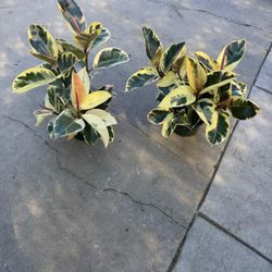 8” variegated rubber plant price for each 