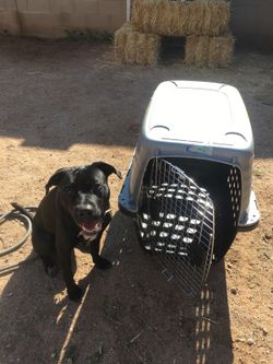 Large Dog Crate