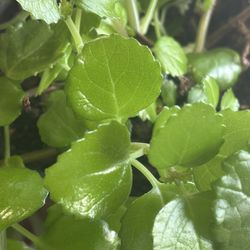  Beautiful Plant In A Clay Pot 