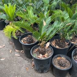 Sago Palm $28 each 