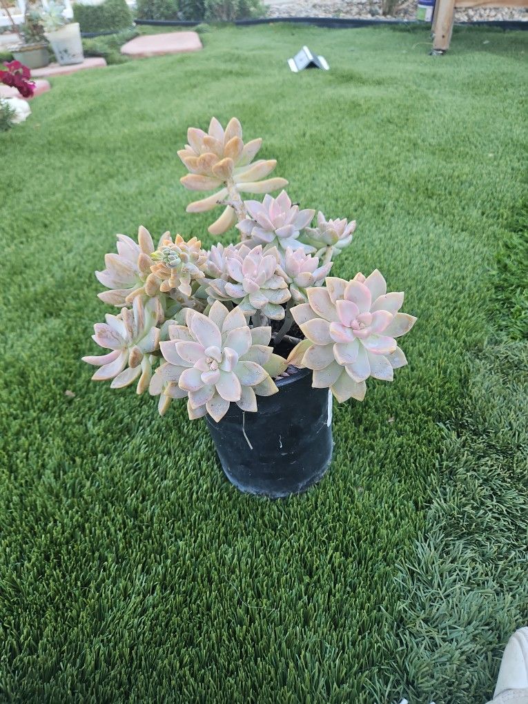Ghost Plant In Black Plastic Vase
