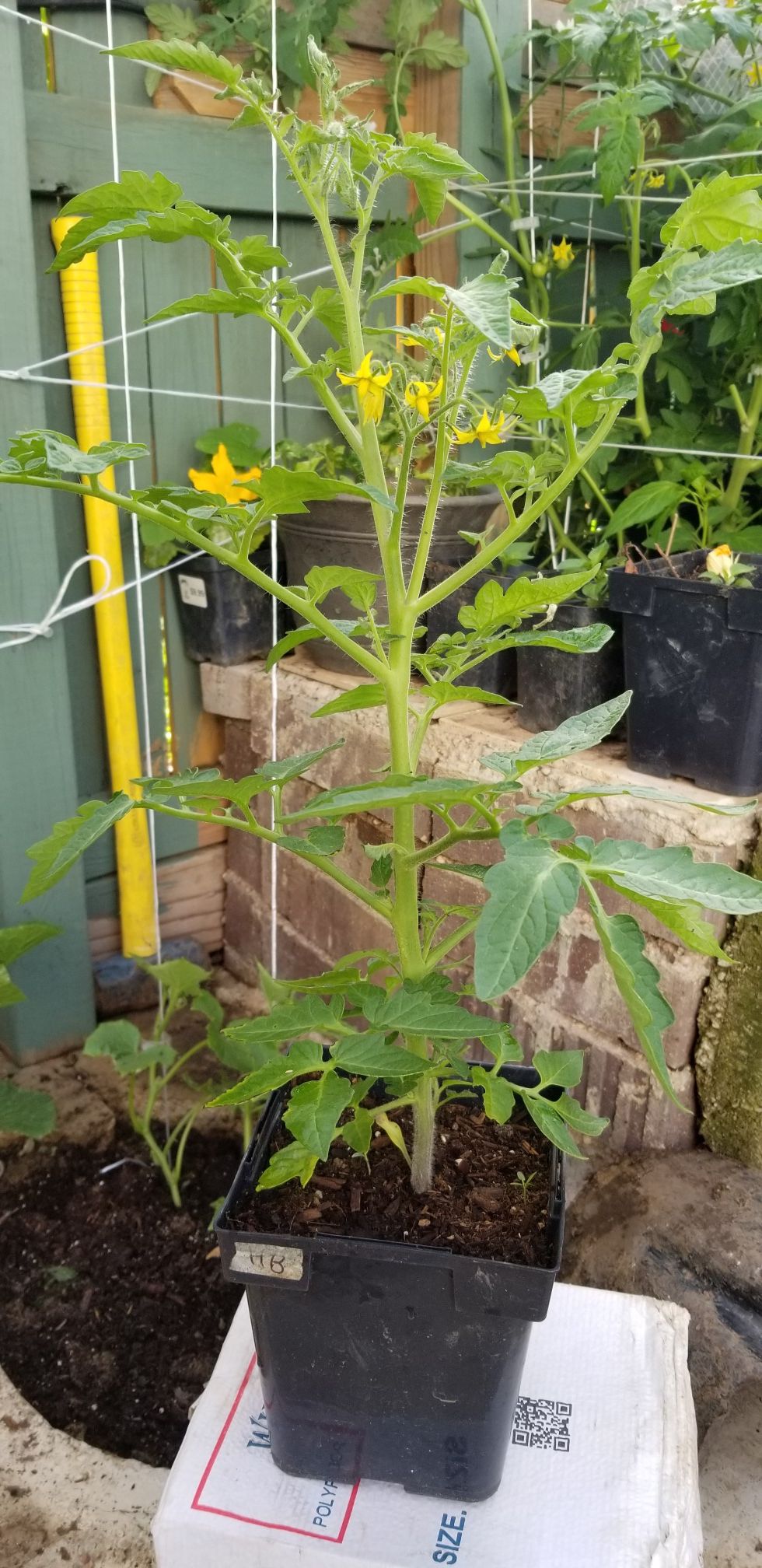 red medium round tomatoes