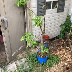 Red Coat Plum Tree