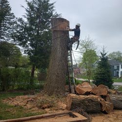 Cut Down The Tree  Cut Branches 