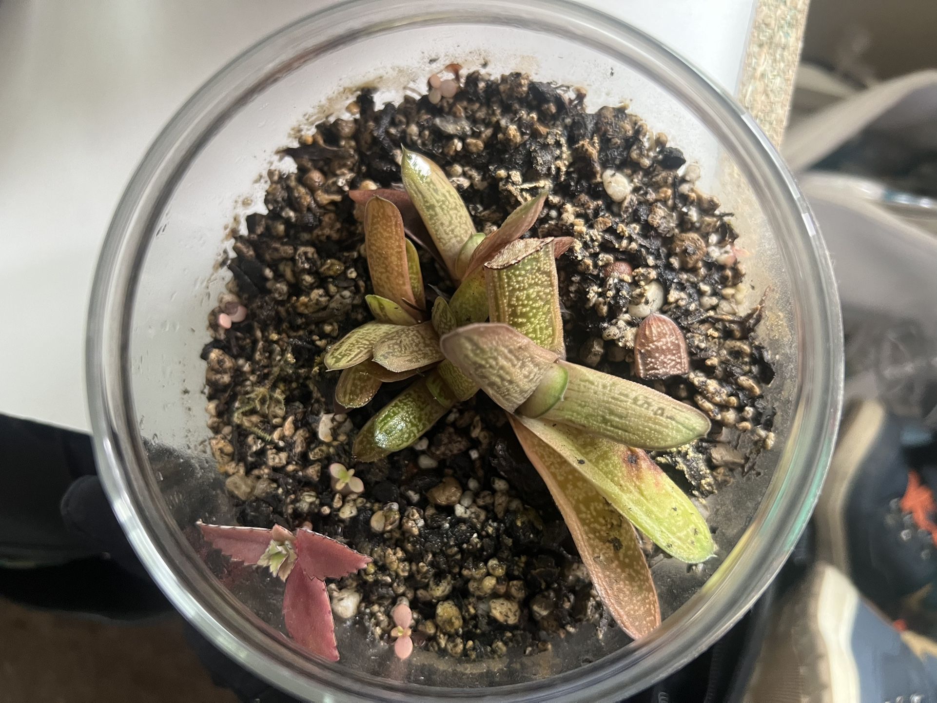 Succulent Plant Terrarium