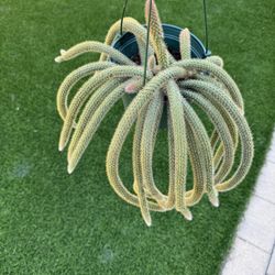 Rat Tail Cactus 