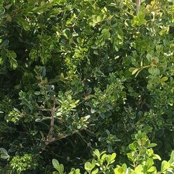 Japanese Boxwood Bushes Plant.