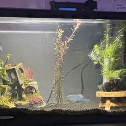10g Aquarium starter kit
