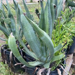 Many Cactuses And Succulents 