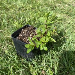 Organic Mint Starts
