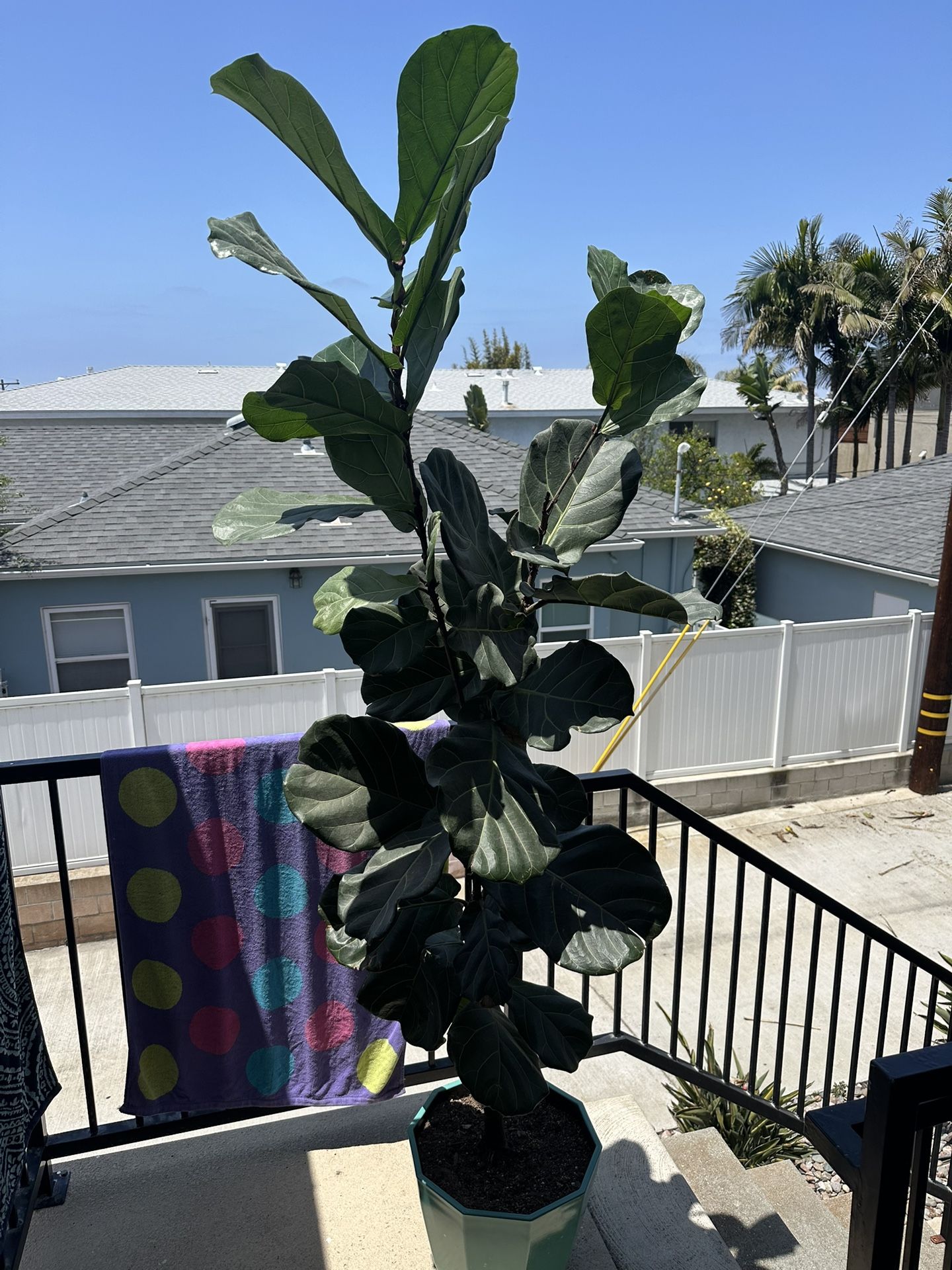 House Plant