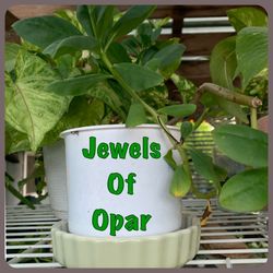 Beautiful, Easy To Care For Houseplants 