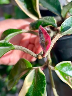 Hoya Crimson Queen