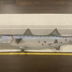  Just A BIG fish With Teeth- Check Out This Barracuda  