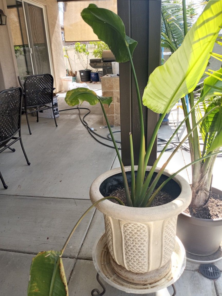 2 POTTED BIRD OF PARADISE PLANTS, $30 EACH