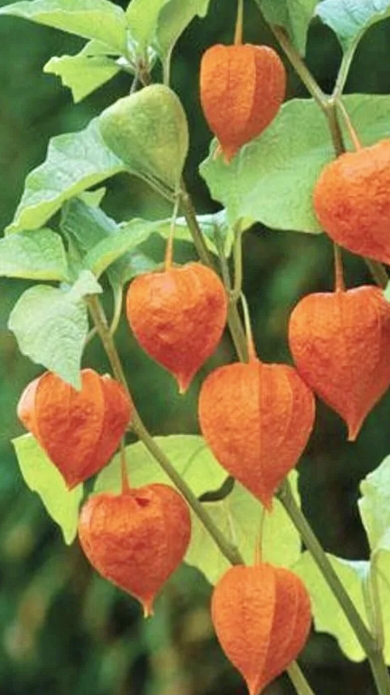 Chinese Lantern Physalis/Bladder Cherry Ornamental Perennial Plant. Several Plants In One Pot.