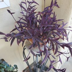 Beautiful plant in ceramic pot