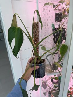 Monstera Burle Marx Flame