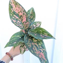 Aglaonema Valentina Plant 4" Pot - Indoor House Plants 