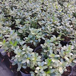 Green island On Sale! $6