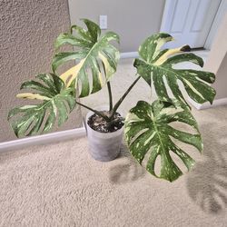 Monstera Thai Constellation