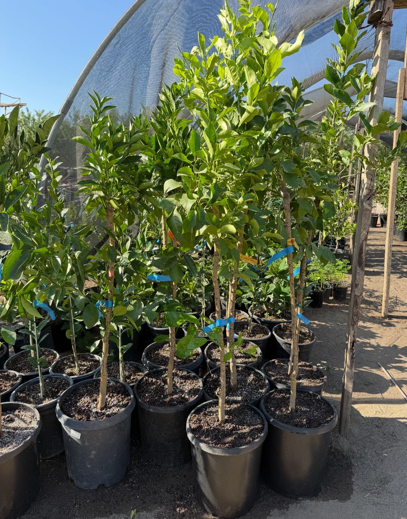 Lisbon Lemon Trees 🍋🌳/ Árboles De Limón amarillos Lisbon 🍋🌳$70.00 each