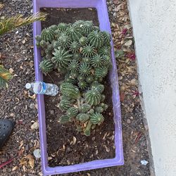20 Year Old Lilly Cactus Mound!!! 🌵🌵🌵🙏🏻